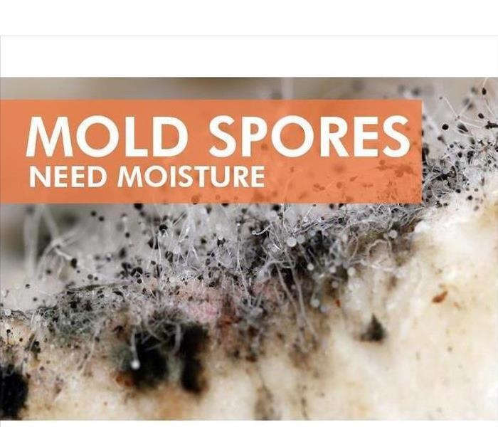 Mold Spores Need Moisture 